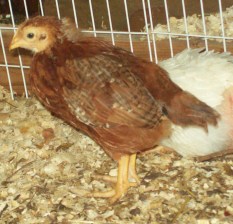 rhode island red chick age 4 weeks