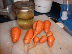 Carrots in pickle juice