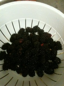 Blackberries in a collander