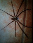 huntsman spider philippines 2 Huntsman spider in the Philippines - closeup