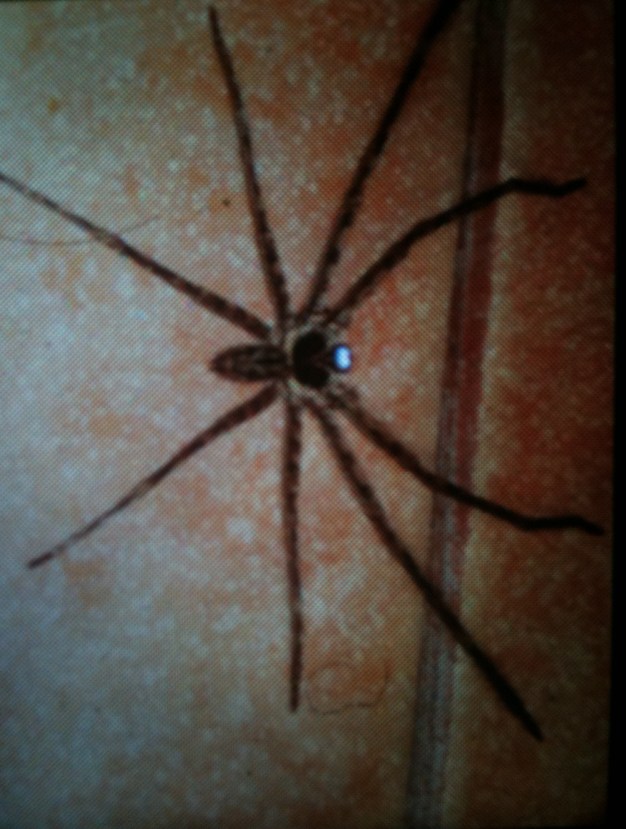 huntsman spider philippines Huntsman spider in the Philippines