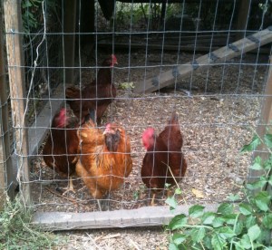 chickens want out Chickens want out