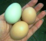 eggs-sept-22 Eggs, September 22, 2012