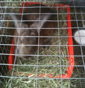 rabbit on nest rabbit on nest