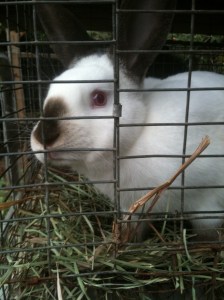 rabbit with hay rabbit with hay
