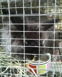 rabbit with hay 2 rabbit with hay