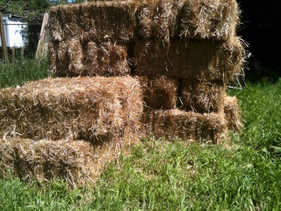 straw bales for my straw bale garden