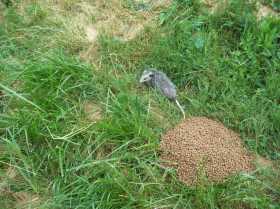 Opossum leaving