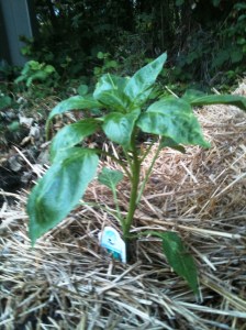 bell pepper plant in my straw bale garden bell pepper plant in my straw bale garden