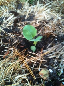 Cauliflower growing in straw bale garden Cauliflower growing in straw bale garden