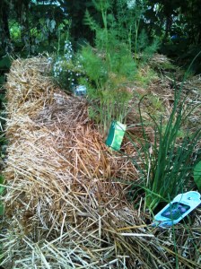 row of herbs in my straw bale garden row of herbs in my straw bale garden