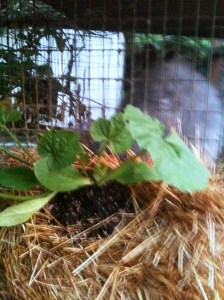 Zucchini in my straw bale garden Zucchini in my straw bale garden